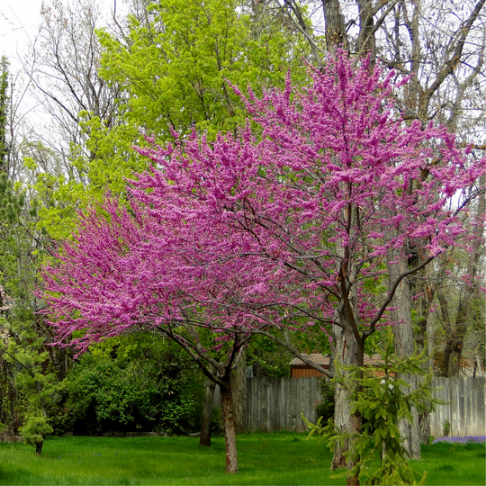 A mature Eastern Redbud tree in full spring bloom with dense pinkish-purple flowers in a backyard landscape