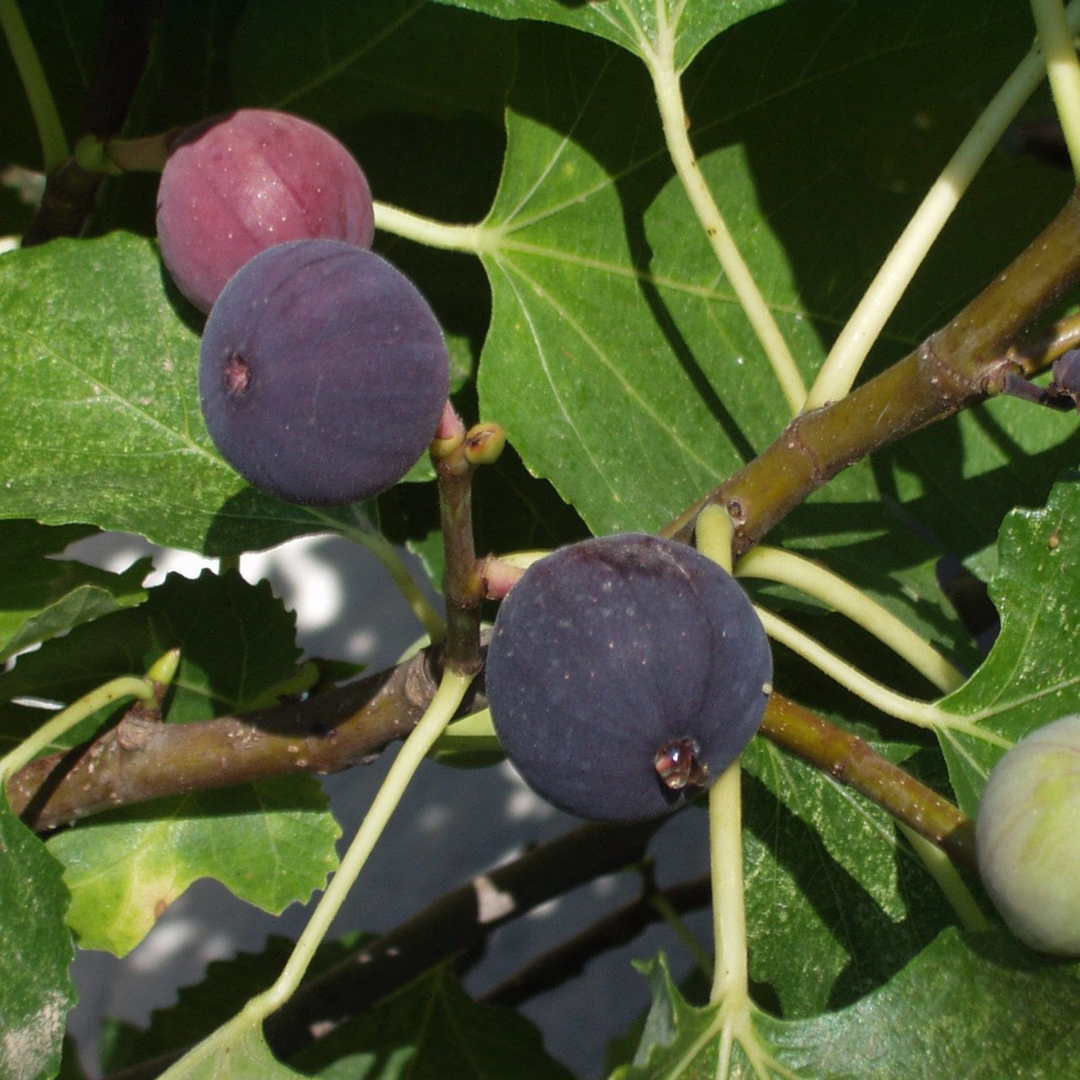 Close-up of ripening purple-brown fruit and green leaves on a Brown Turkey Fig tree branch