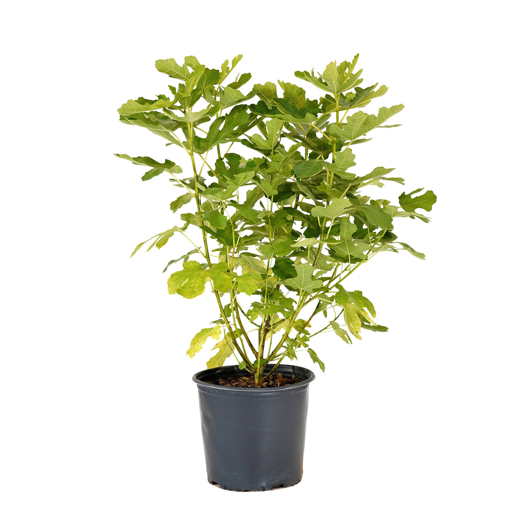 Chicago Hardy Fig tree with lush green foliage in a black nursery pot