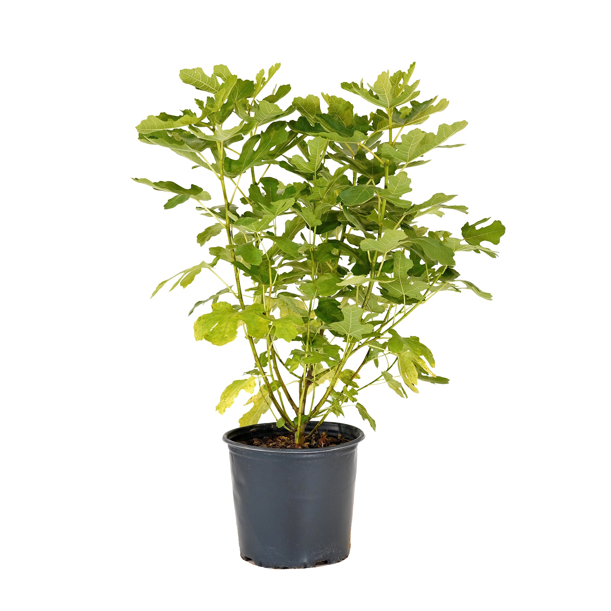 Chicago Hardy Fig tree with lush green foliage in a black nursery pot