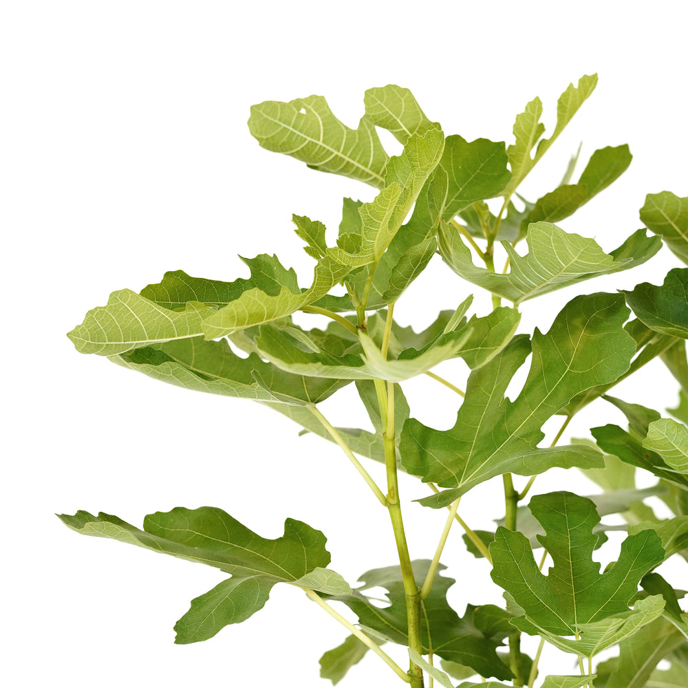 Close-up of bright green foliage on a Chicago Hardy Fig tree against a white background