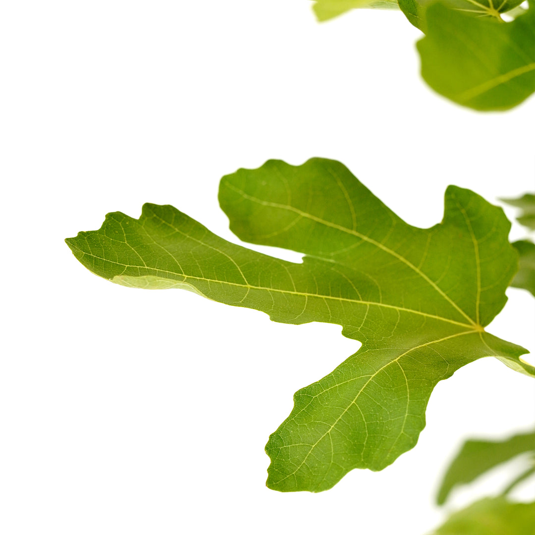 Close-up of a vibrant green leaf on a Chicago Hardy Fig tree against a white background