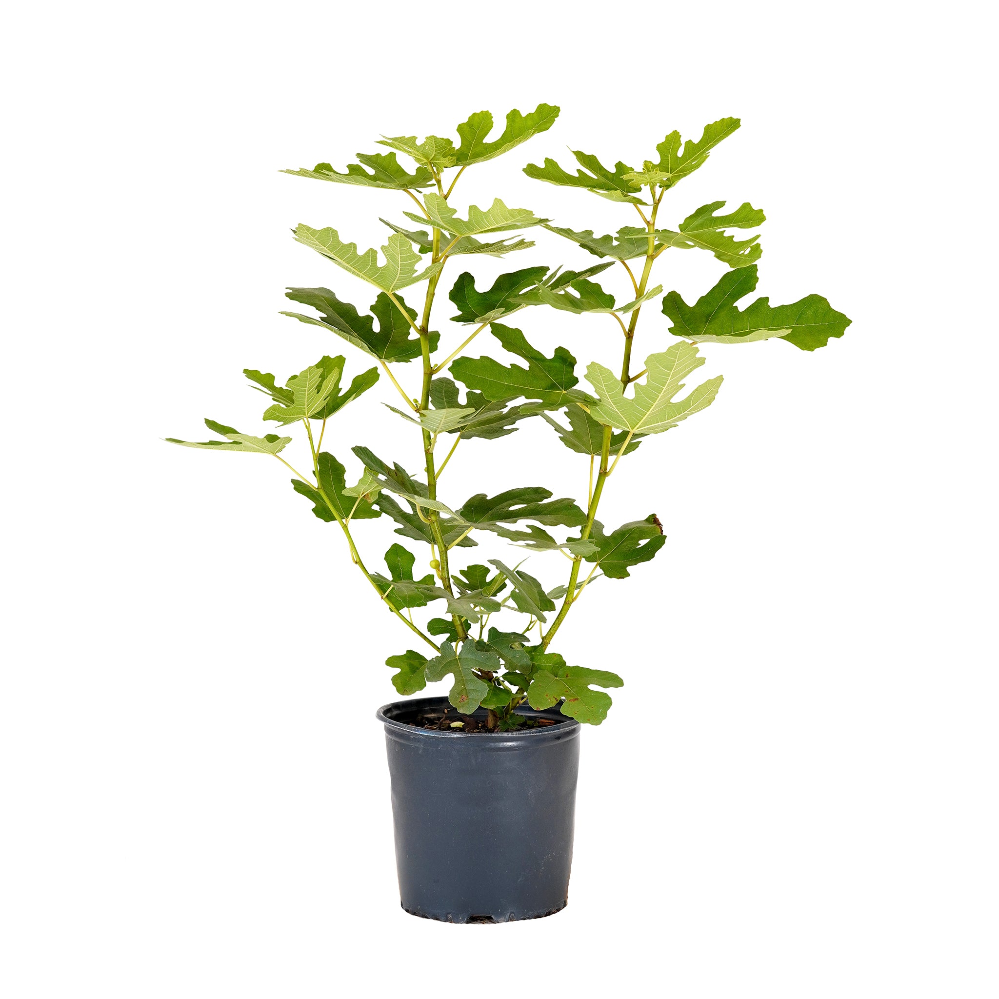 LSU Purple Fig tree with lush green foliage in a black nursery pot