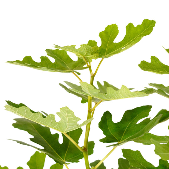 Close-up of glossy green foliage on an LSU Purple Fig tree against a white background