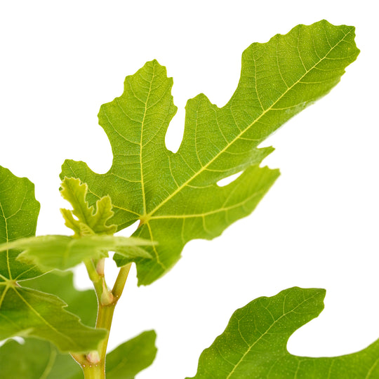 Close-up of a bright green leaf and new growth on an LSU Purple Fig tree against a white background