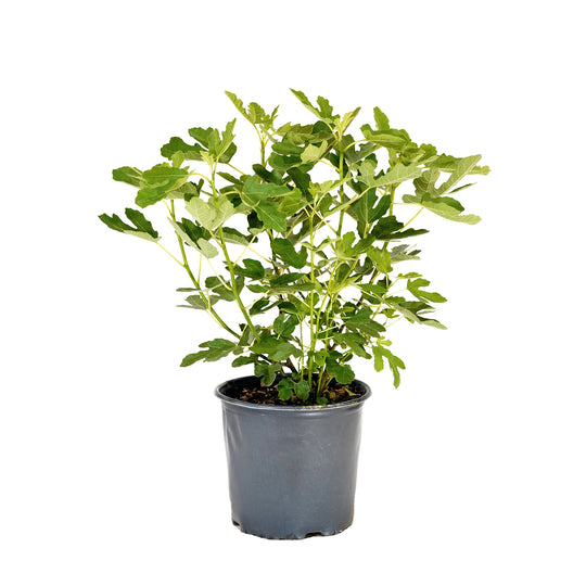 Olympian Fig tree with spreading green foliage in a black nursery pot