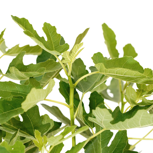 Close-up of a cluster of green leaves on an Olympian Fig tree against a white background