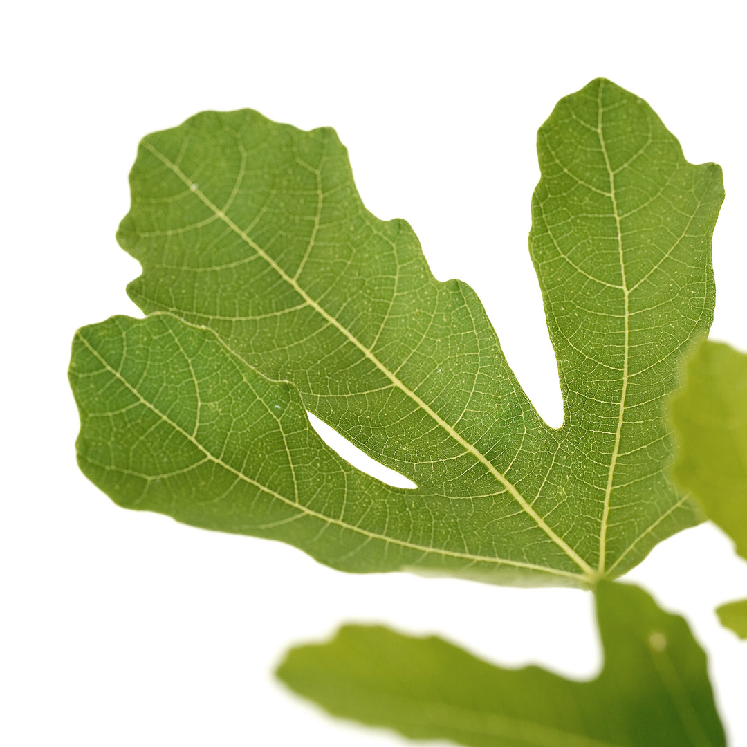 Close-up of a large green leaf on an Olympian Fig tree against a white background