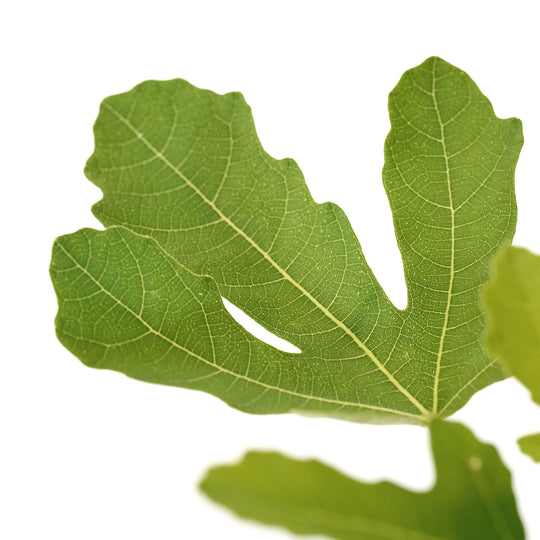 Close-up of a large green leaf on an Olympian Fig tree against a white background