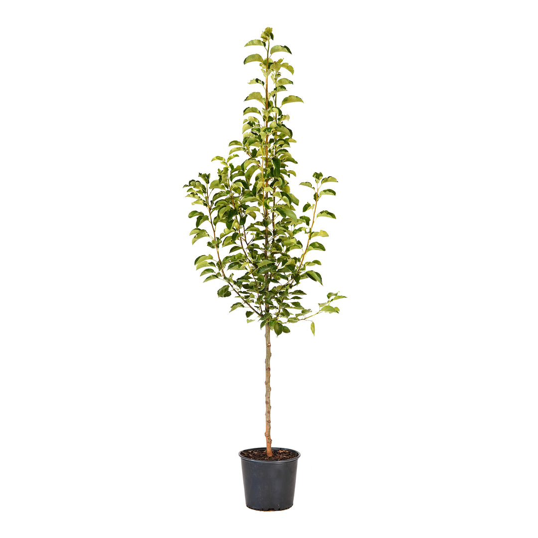 Potted Cleveland Select Flowering Pear tree in a black nursery pot