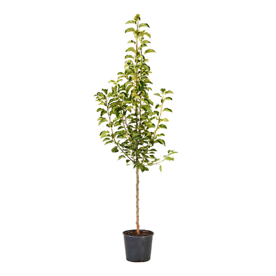 Potted Cleveland Select Flowering Pear tree in a black nursery pot