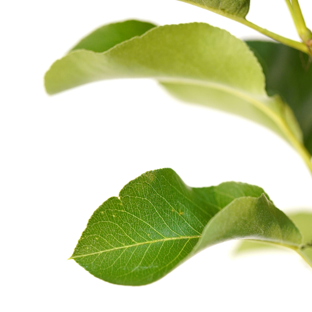 Close-up of glossy green leaves on a Cleveland Select Flowering Pear tree branch