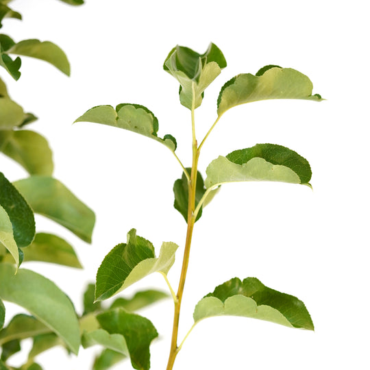 Close-up of fresh green leaves and stem growth on a Cleveland Select Flowering Pear tree