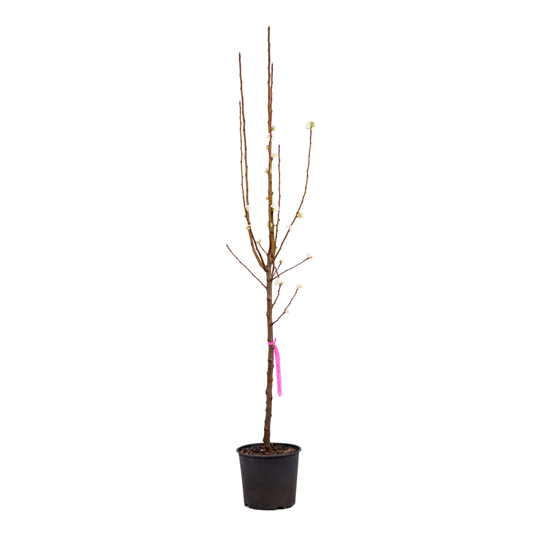Dormant Cleveland Select Flowering Pear tree in a black nursery pot
