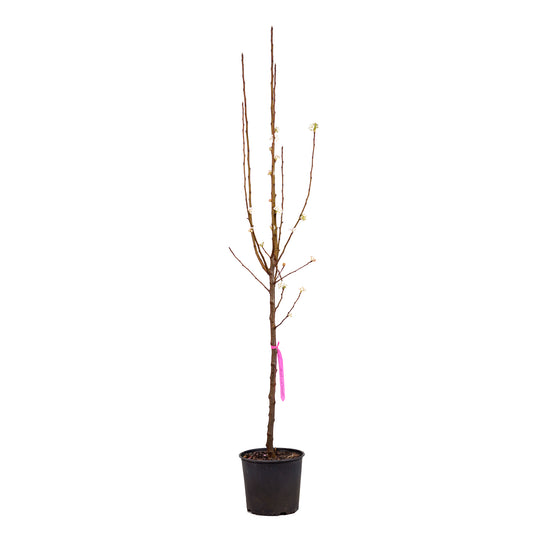 Dormant Cleveland Select Flowering Pear tree in a black nursery pot