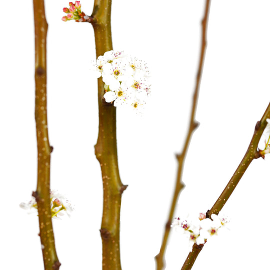Close-up of white spring blossoms on a Cleveland Select Flowering Pear tree branch