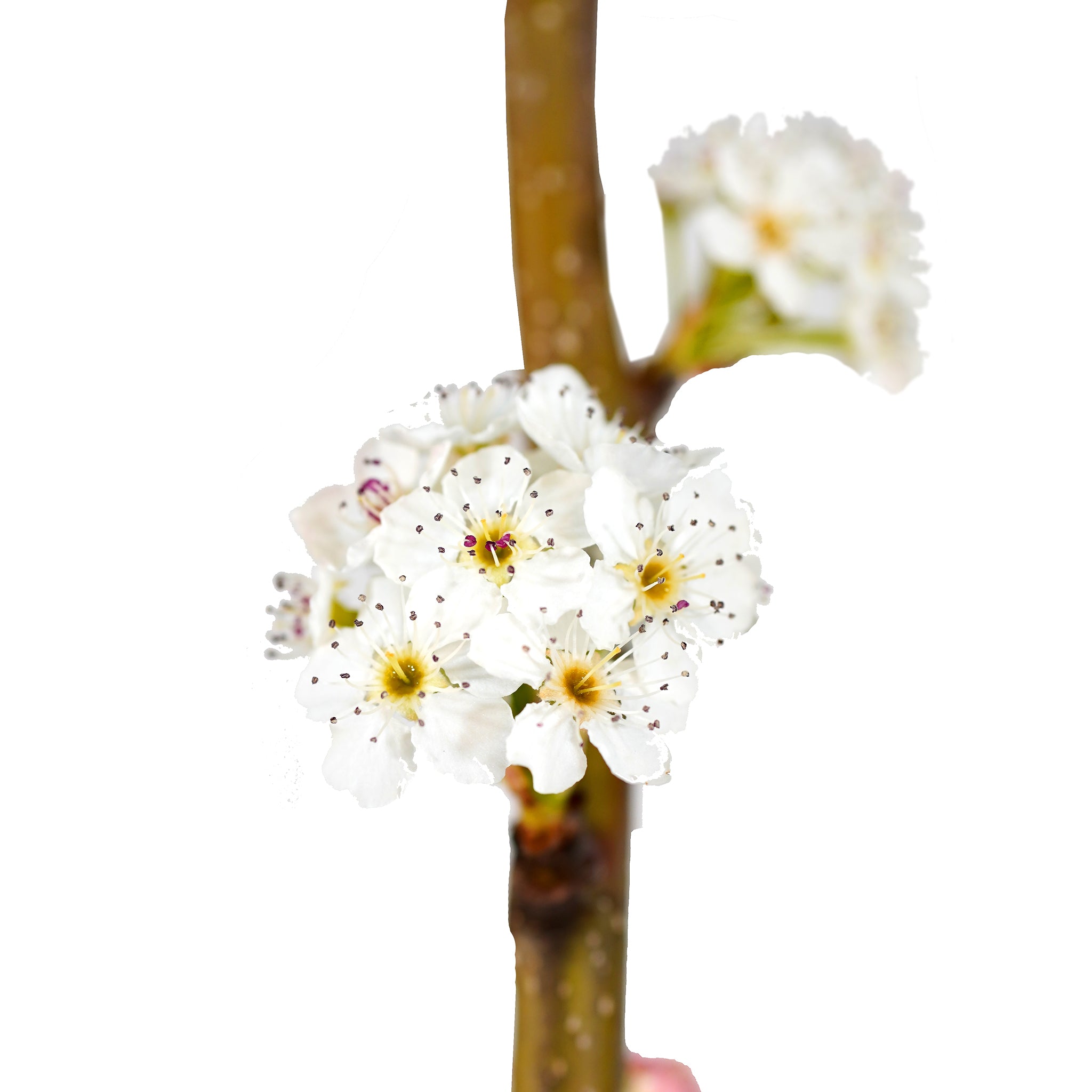 Close-up of white spring blossoms on a Cleveland Select Flowering Pear tree branch