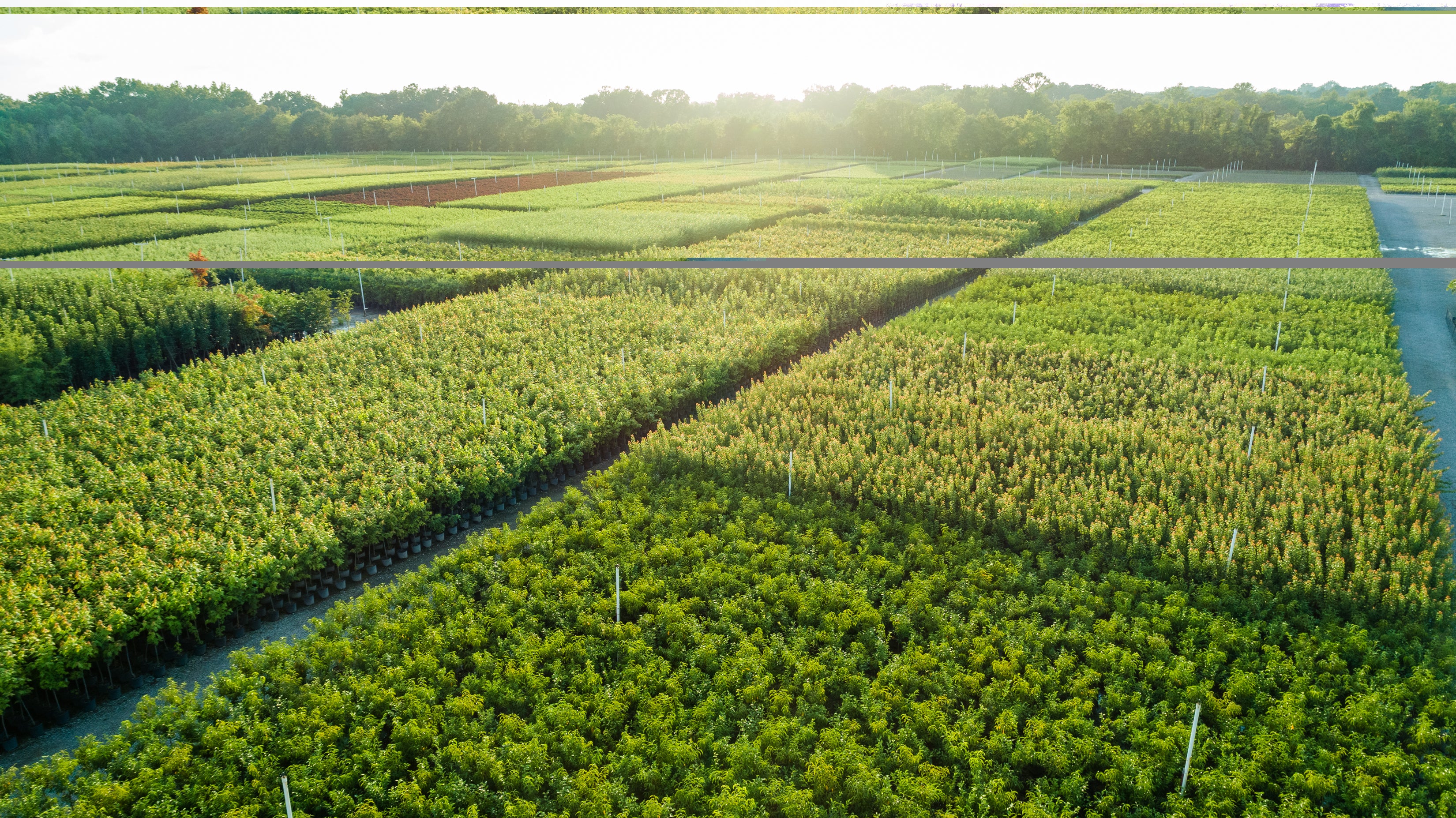 Farm Photos – Freedom Tree Farms