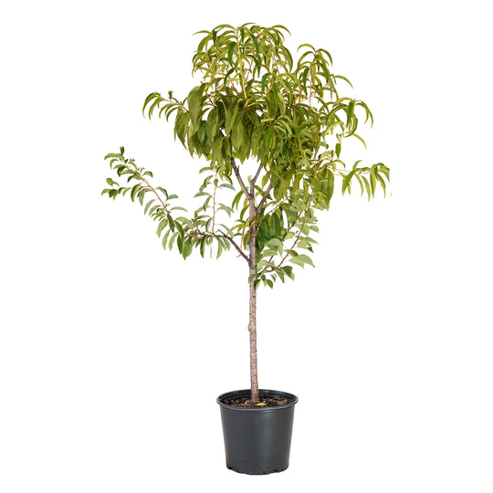 A potted fruit cocktail tree with dark green leaves, growing in a black pot.