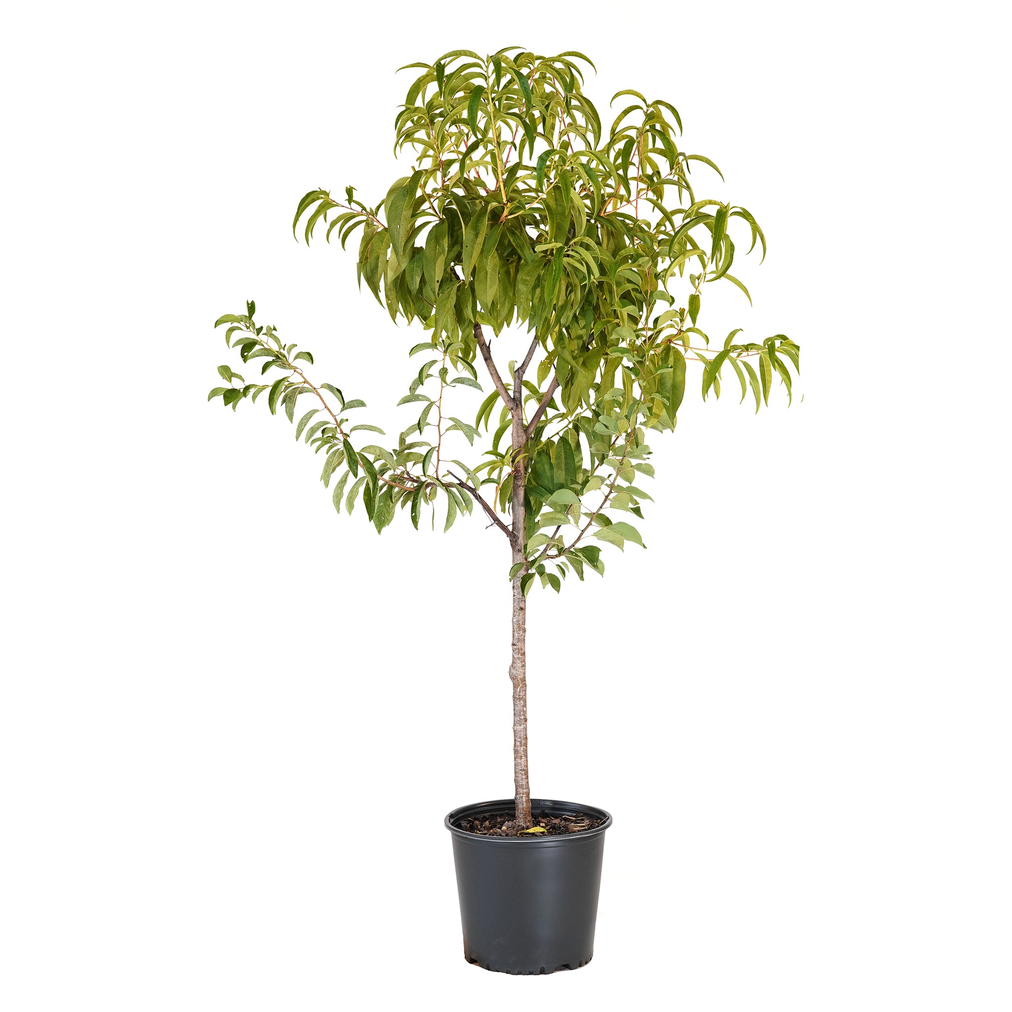 A potted fruit cocktail tree with green leaves, planted in a black pot against a white background.