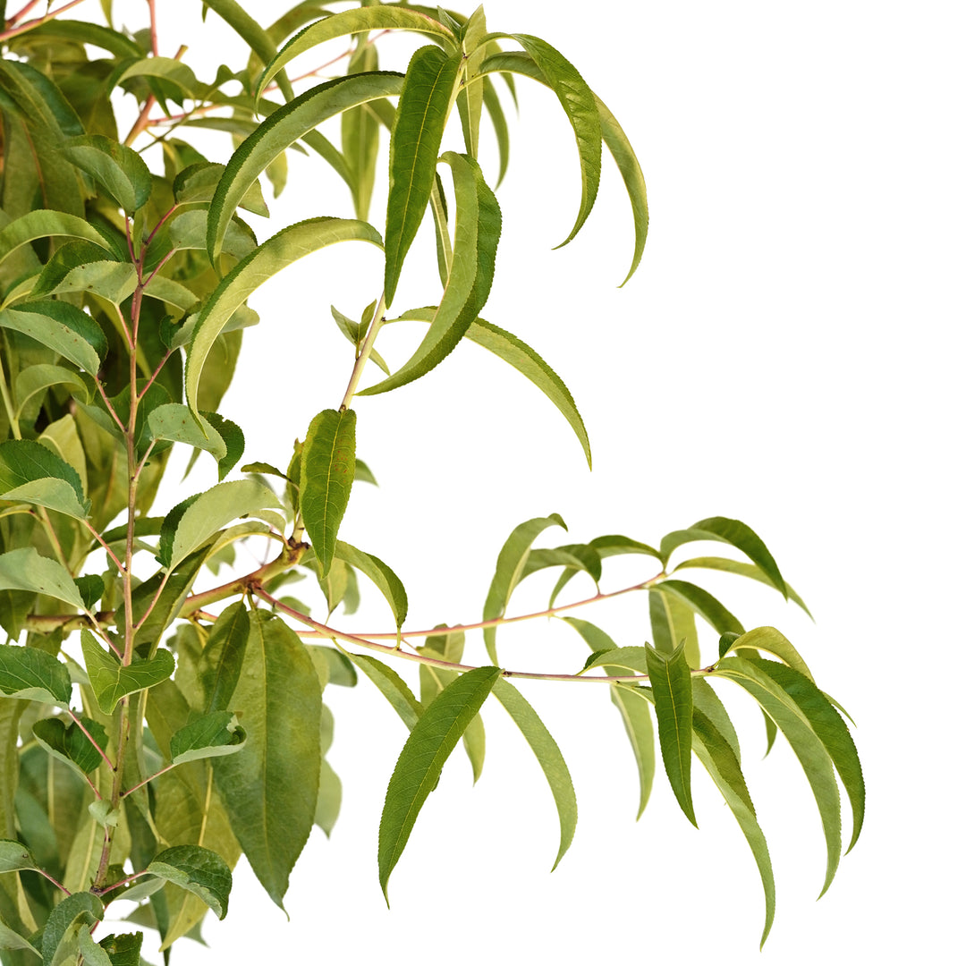 Close up of the dark leaves of a fruit cocktail 4 or more varieties 