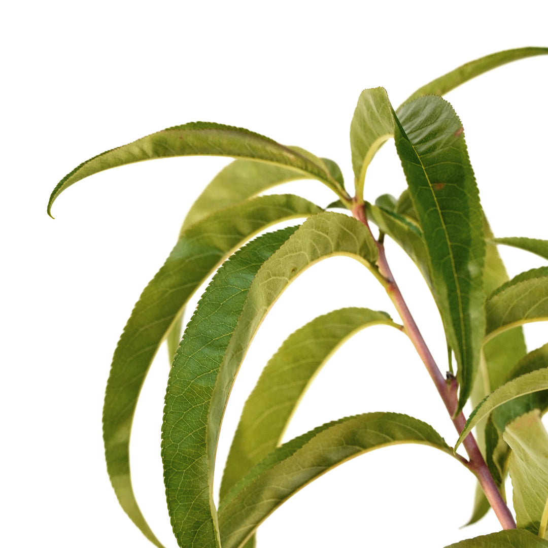 Close up of the dark leaves and stem of a fruit cocktail 4 or more varieties 