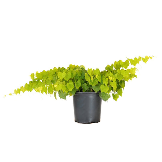 Carlos Muscadine Grape vine with bright green foliage in a black nursery pot