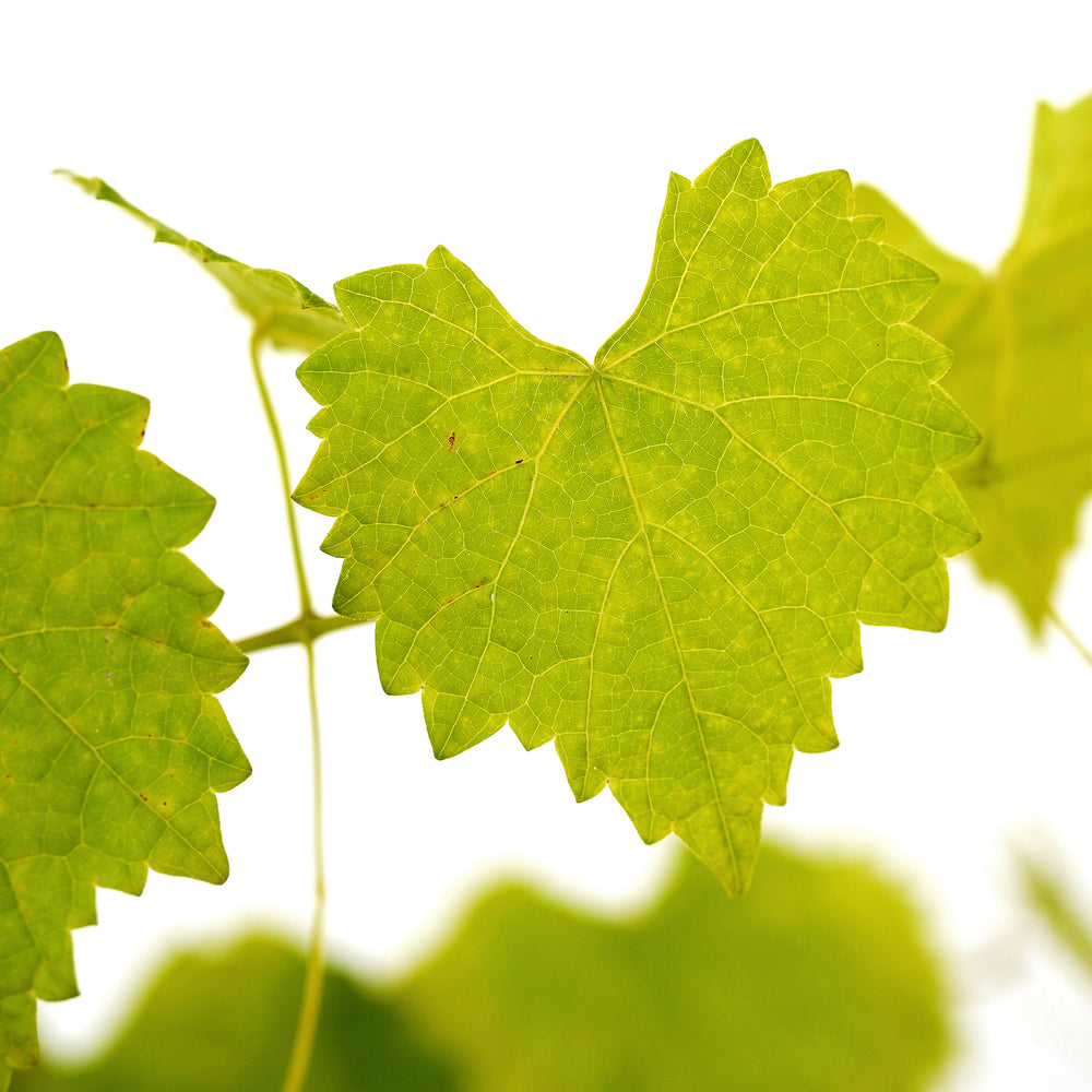 Close-up of a bright green leaf on a Carlos Muscadine Grape vine against a white background