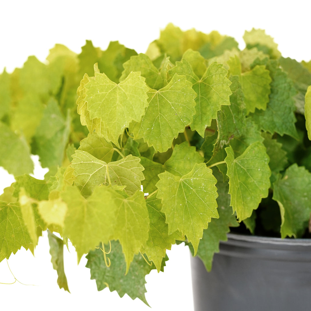 Close-up of dense green foliage on a potted Carlos Muscadine Grape vine against a white background