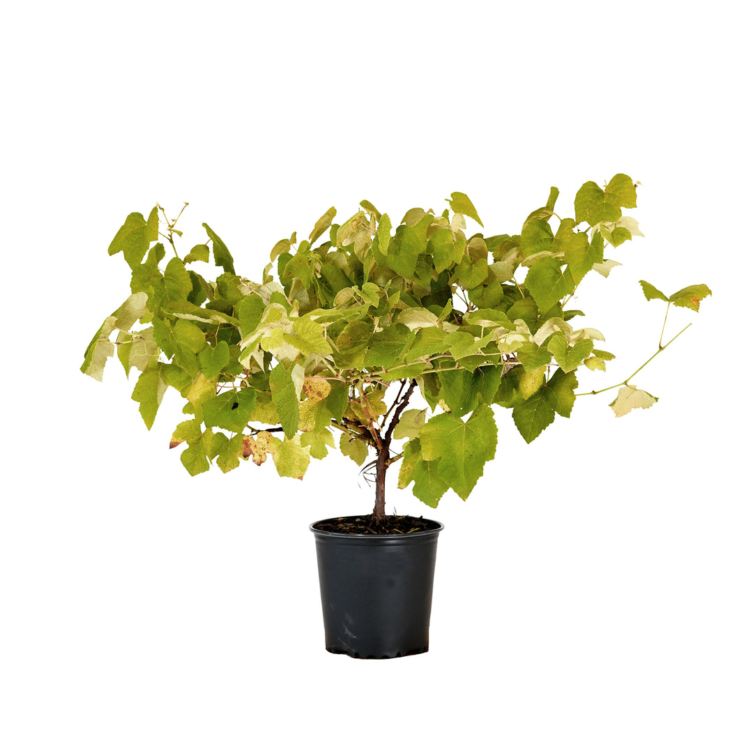Mars Seedless Grape vine with lush green foliage in a black nursery pot