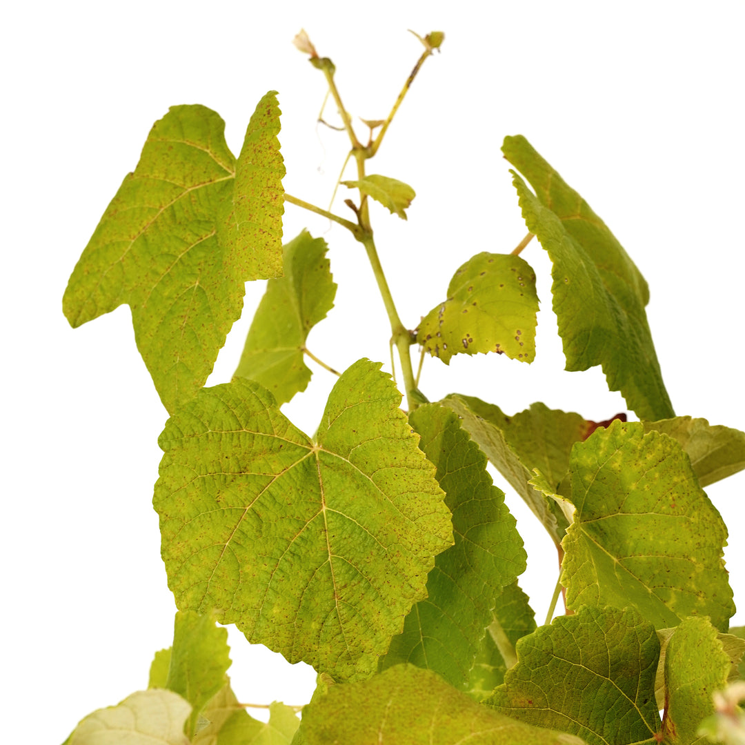 Close-up of bright green foliage on a Mars Seedless Grape vine against a white background