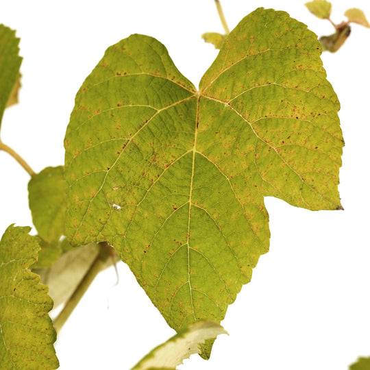 Close-up of a textured green leaf on a Mars Seedless Grape vine against a white background