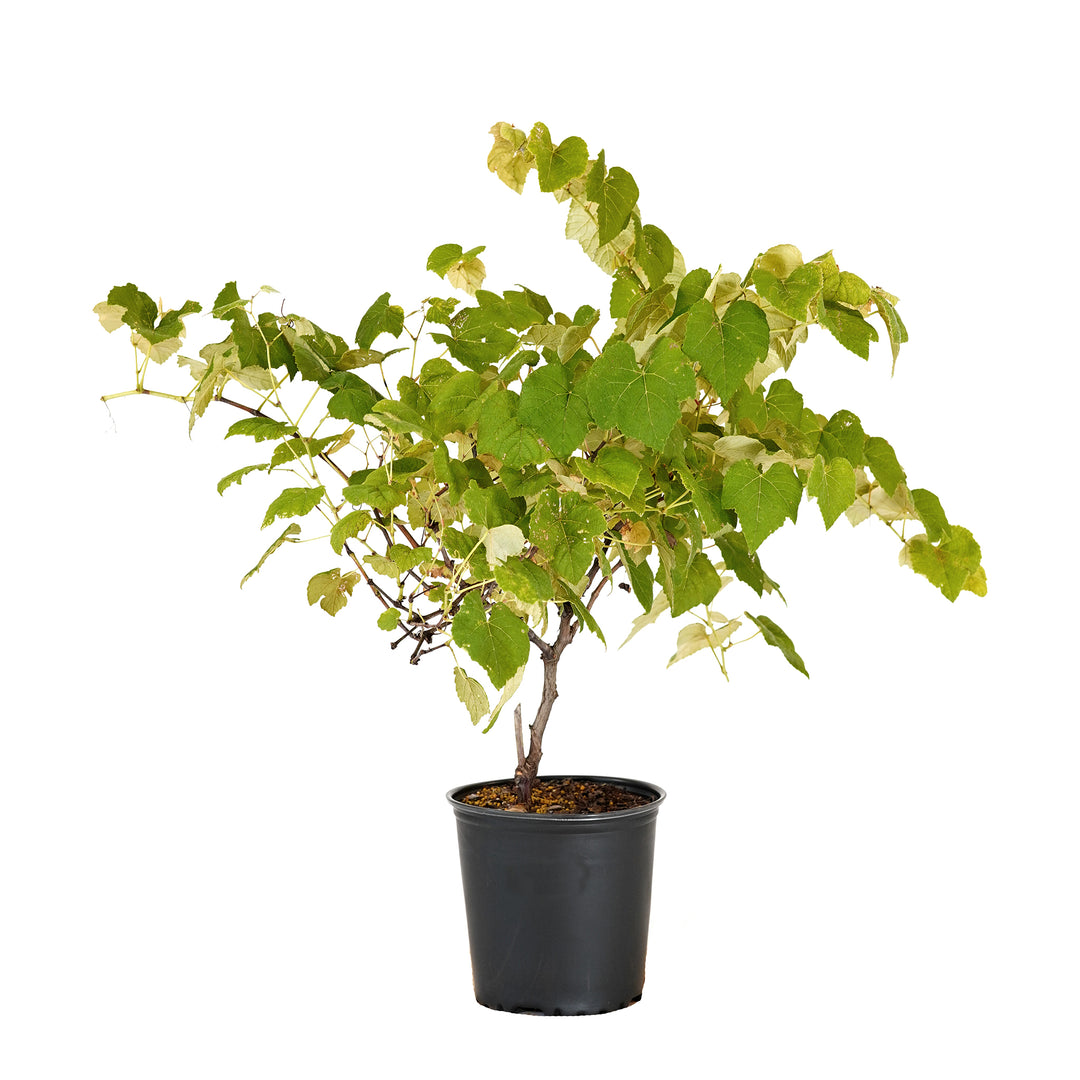 Reliance Seedless Grape vine with lush green foliage in a black nursery pot