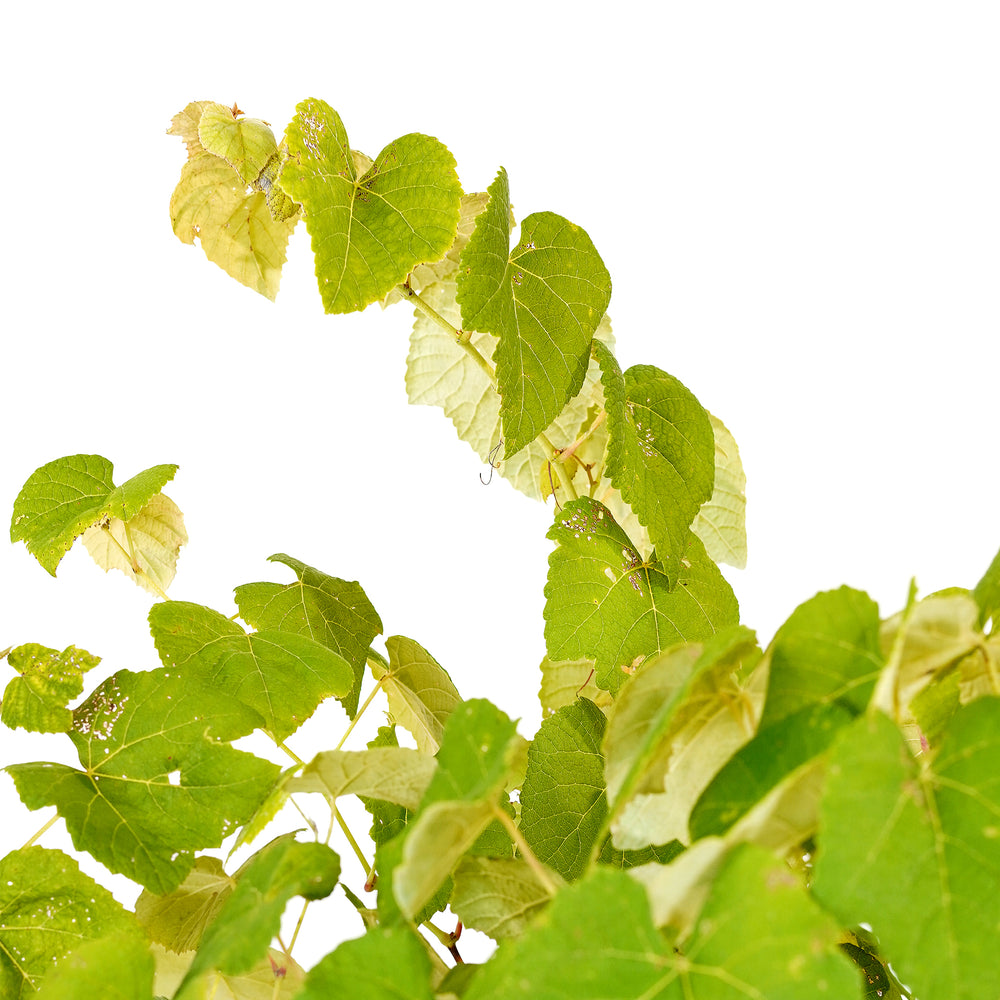 Close-up of bright green foliage on a Reliance Seedless Grape vine against a white background