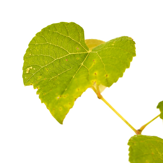 Close-up of a bright green leaf on a Reliance Seedless Grape vine against a white background