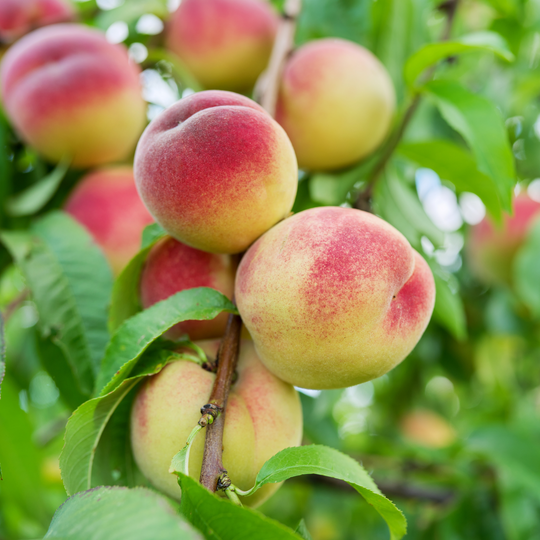 Close-up of ripe Harvester Peaches growing on a fruit tree branch surrounded by green leaves