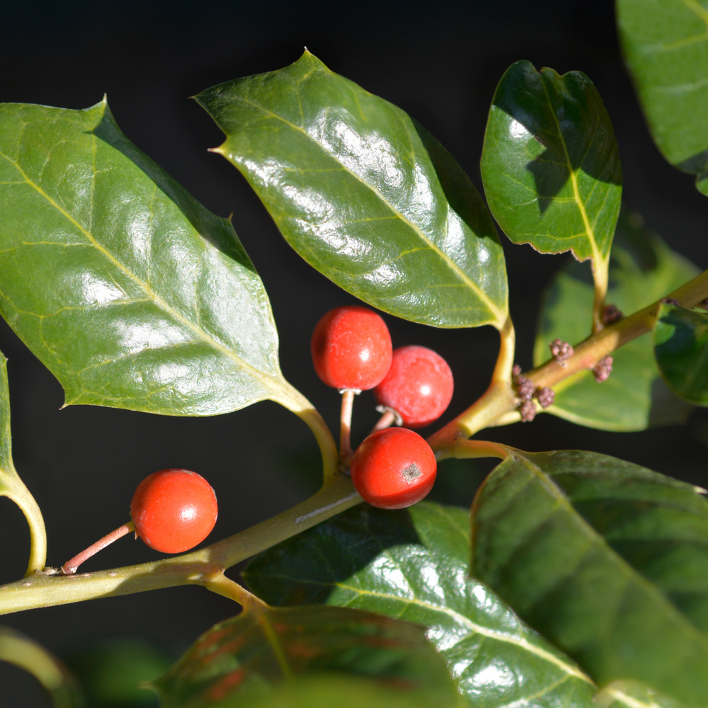 Close-up of bright red berries and glossy green leaves on a Nellie R. Stevens Holly branch