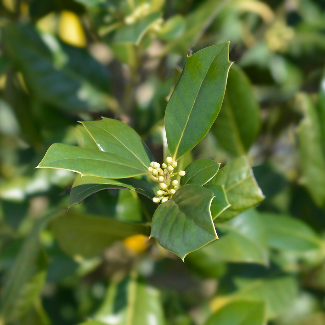 Close-up of young spring flower buds and glossy green leaves on a Nellie R. Stevens Holly