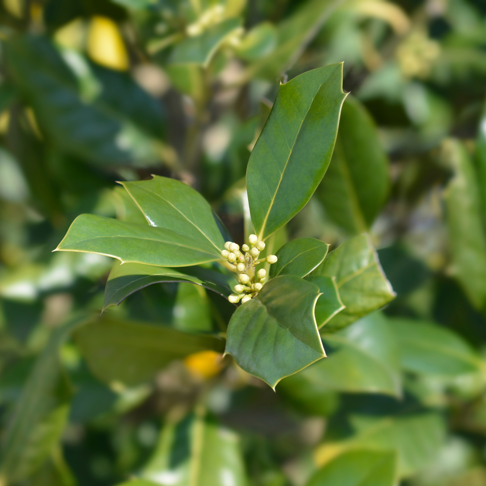 Close-up of young spring flower buds and glossy green leaves on a Nellie R. Stevens Holly