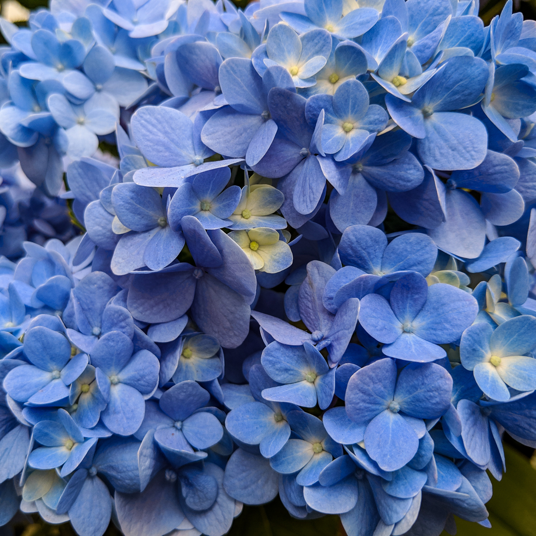 Close-up of a large blue mophead flower cluster on a Nikko Blue Hydrangea