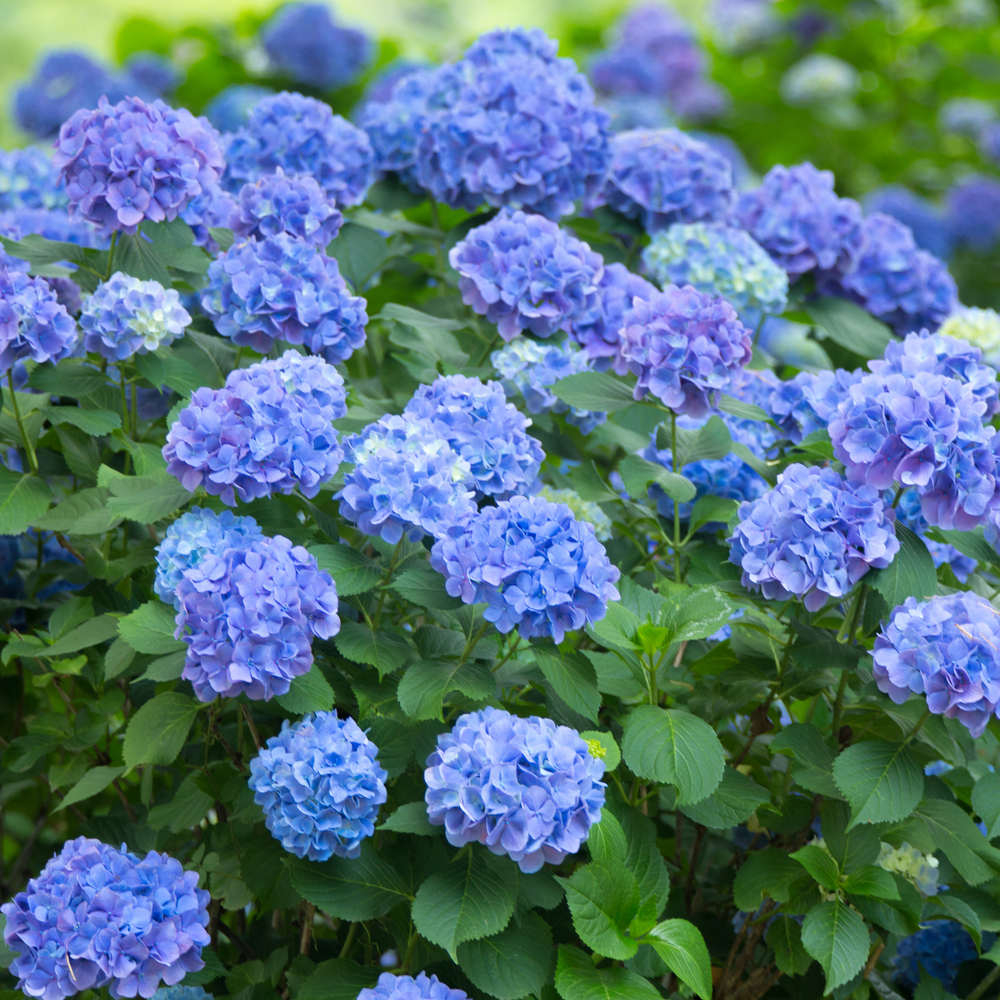 A mature Nikko Blue Hydrangea shrub filled with multiple blue flower clusters