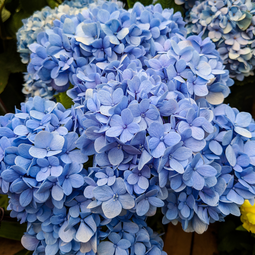 A dense cluster of vibrant blue petals on a Nikko Blue Hydrangea flower