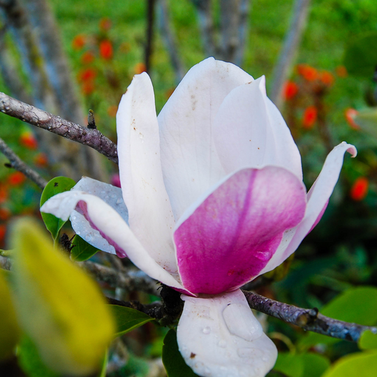Close-up of a vibrant purplish-pink and white Anne Magnolia flower