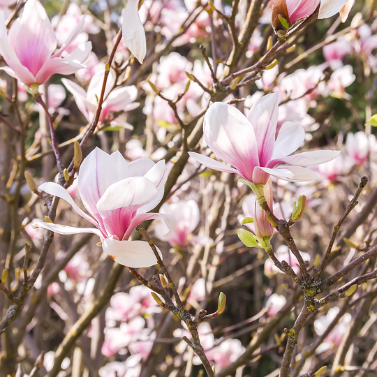 A close-up of branches with pink and white flowers on an Anne Magnolia tree