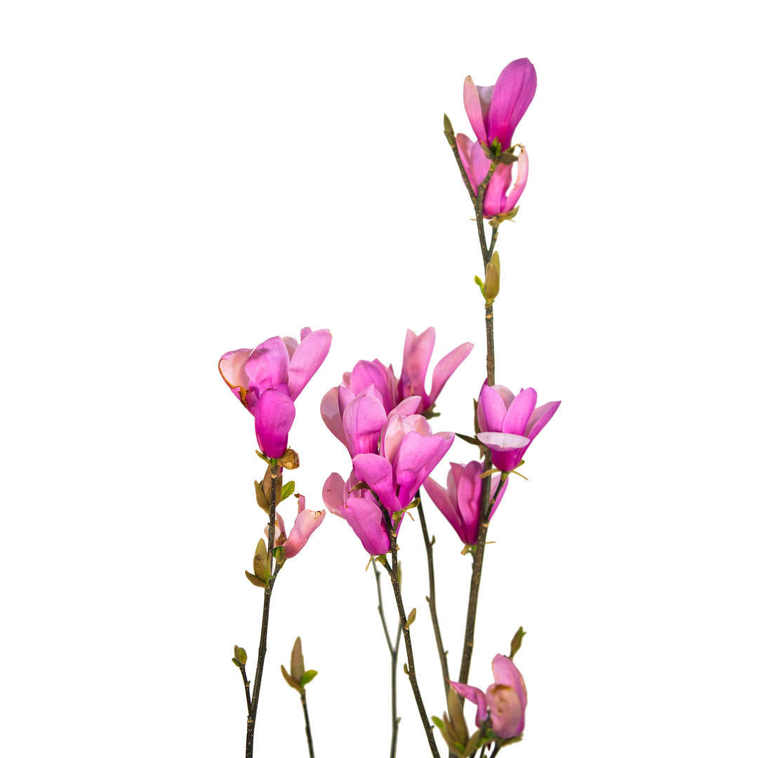 Close-up of vibrant purple-pink tulip-shaped flowers on a Jane Magnolia tree branch