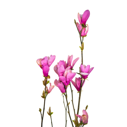 Close-up of vibrant purple-pink tulip-shaped flowers on a Jane Magnolia tree branch