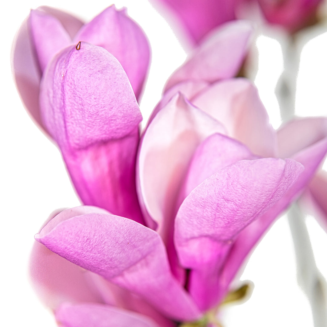 Close-up of an opening purple-pink flower on a Jane Magnolia tree