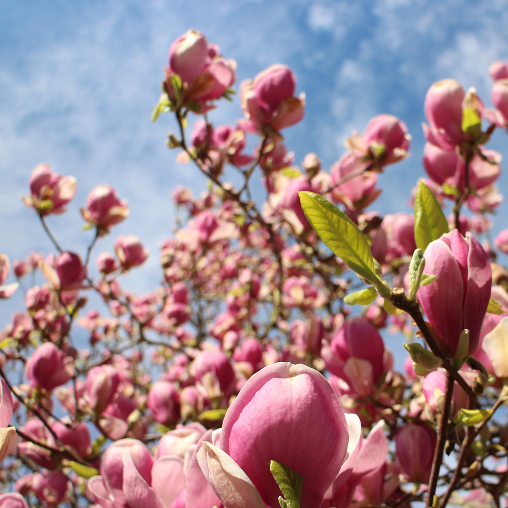 A Jane Magnolia tree filled with purple-pink flowers blooming against a blue sky