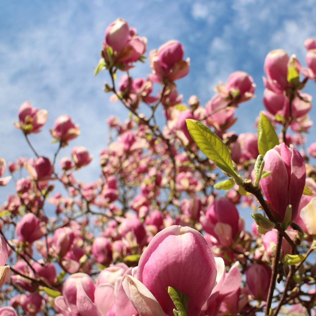 A Jane Magnolia tree filled with purple-pink flowers blooming against a blue sky