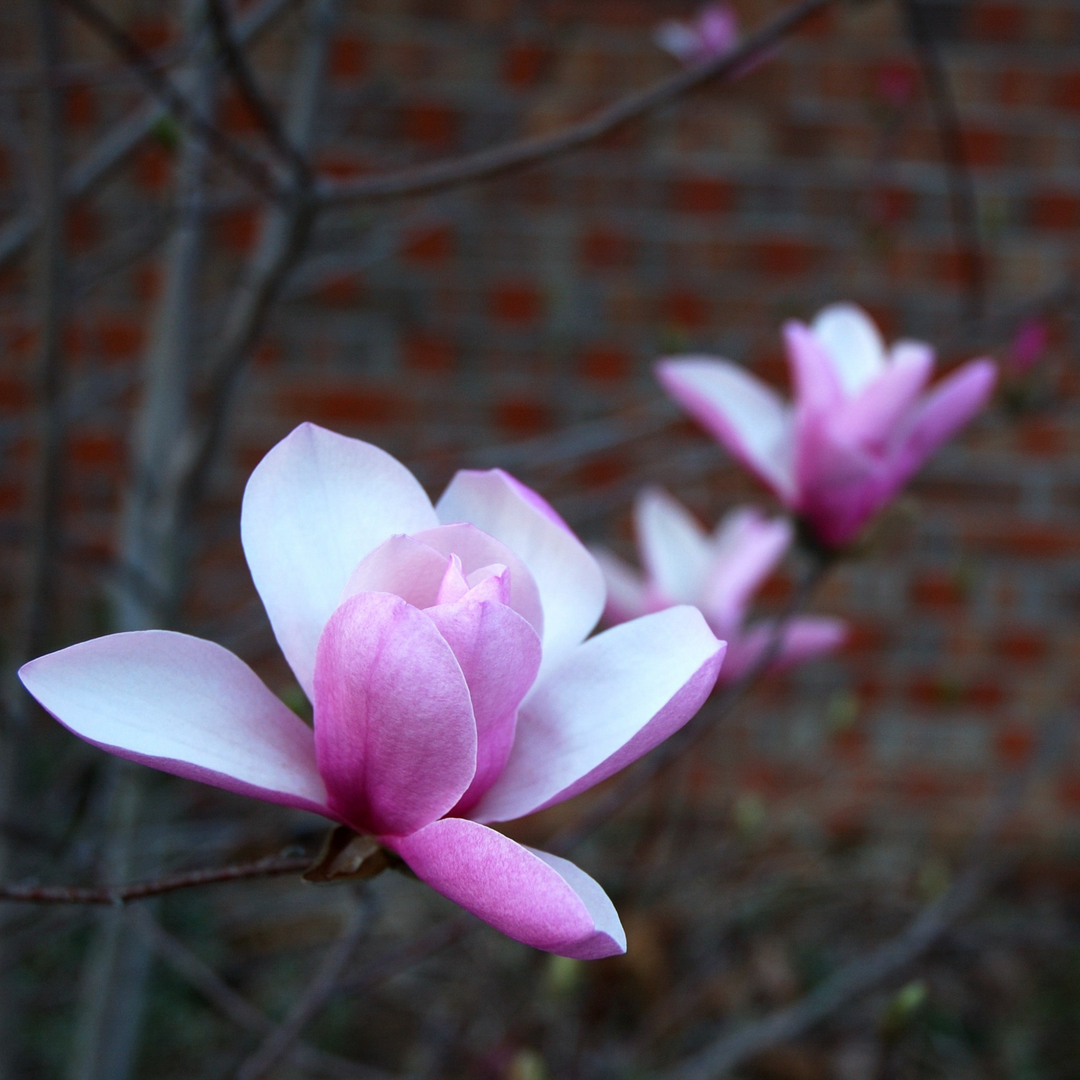 Close-up of a pink and purple tulip-shaped flower on a Jane Magnolia tree